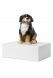 Pet urn 'Bernese Dog'